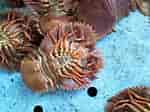 Image result for Ibacus ciliatus Rijk. Size: 150 x 112. Source: www.youtube.com