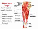 Image result for Musculus Quadriceps femoris. Size: 150 x 112. Source: www.howtorelief.com