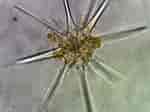 Afbeeldingsresultaten voor "acanthometra Pellucida". Grootte: 150 x 112. Bron: photosymbiosis.com