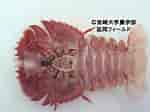 Image result for Ibacus ciliatus Stam. Size: 150 x 112. Source: www.miyazaki-u.ac.jp