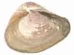 Afbeeldingsresultaten voor "corbula Gibba". Grootte: 150 x 112. Bron: www.marlin.ac.uk