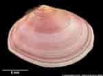 Image result for "tellina Tenuis". Size: 150 x 112. Source: www.naturalhistory.museumwales.ac.uk
