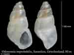 Image result for "odostomia Conoidea". Size: 150 x 112. Source: www.marinespecies.org