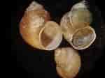 Image result for Hydrobiidae. Size: 150 x 112. Source: www.naturamediterraneo.com