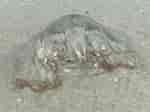 Chiropsalmus quadrumanus Feiten ਲਈ ਪ੍ਰਤੀਬਿੰਬ ਨਤੀਜਾ. ਆਕਾਰ: 150 x 112. ਸਰੋਤ: www.gbif.org