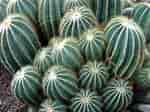 Résultat d’image pour Jungle Cactus Green. Taille: 150 x 112. Source: www.pexels.com