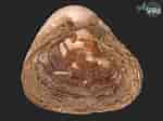 Afbeeldingsresultaten voor "corbula Gibba". Grootte: 150 x 112. Bron: allspira.com