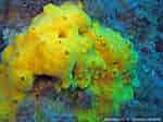 Image result for Clathria Clathria coralloides Stam. Size: 150 x 112. Source: doris.ffessm.fr