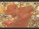 Image result for "hymedesmia Jecusculum". Size: 150 x 112. Source: www.aphotomarine.com
