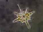 Afbeeldingsresultaten voor "acanthometra Pellucida". Grootte: 150 x 112. Bron: photosymbiosis.com