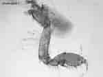 Afbeeldingsresultaten voor "gammarus Crinicornis". Grootte: 150 x 112. Bron: www.aphotomarine.com