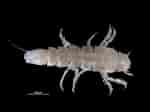 Image result for "macrostylis Spinifera". Size: 150 x 112. Source: www.marinespecies.org