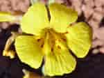 Image result for "corolla Ovata". Size: 150 x 112. Source: www.americansouthwest.net