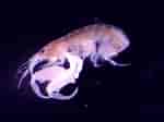 Image result for "microprotopus Maculatus". Size: 150 x 112. Source: coastalstudies.org