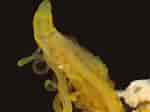 Image result for "cirratulus Filiformis". Size: 150 x 112. Source: www.aphotomarine.com