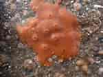 Image result for Ophlitaspongia kildensis Geslacht. Size: 150 x 112. Source: www.inaturalist.org