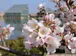 Image result for しずか桜. Size: 150 x 112. Source: gomatama55.cocolog-nifty.com