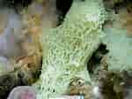 Image result for "clathria Coralloides". Size: 150 x 112. Source: www.reeflex.net