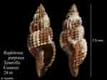 Image result for "raphitoma Purpurea". Size: 150 x 112. Source: www.marinespecies.org