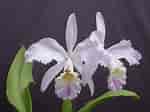 Image result for "lysippe Labiata". Size: 150 x 112. Source: www.orchideen-wichmann.de