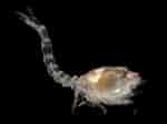 Image result for "cumella Pygmaea". Size: 150 x 112. Source: www.aphotomarine.com