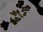 Image result for "Protocystis Tridens". Size: 150 x 112. Source: www.inaturalist.org