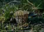 Image result for Pinna carnea Geslacht. Size: 150 x 112. Source: inpn.mnhn.fr