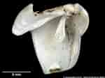 Afbeeldingsresultaten voor Teredora malleolus Stam. Grootte: 150 x 112. Bron: naturalhistory.museumwales.ac.uk