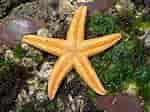 Image result for Asteriidae Feiten. Size: 150 x 112. Source: alchetron.com