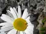 Image result for "margarites Groenlandicus". Size: 150 x 112. Source: www.alpenflora.ch