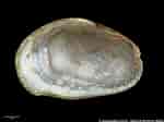 Image result for "musculus Discors". Size: 150 x 112. Source: naturalhistory.museumwales.ac.uk