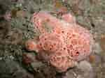 Image result for "hemimycale Columella". Size: 150 x 112. Source: www.marlin.ac.uk