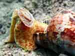 Image result for "charonia Variegata". Size: 150 x 112. Source: reefguide.org
