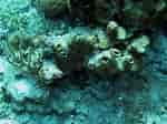 Image result for "topsentia Ophiraphidites". Size: 150 x 112. Source: spongeguide.uncw.edu
