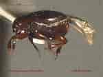 Image result for "gaetanus Tenuispinus". Size: 150 x 112. Source: www.zoology.ubc.ca