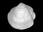 Image result for "thyasira Gouldi". Size: 150 x 112. Source: www.marlin.ac.uk
