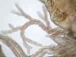 Image result for "nicolea Venustula". Size: 150 x 112. Source: www.aphotomarine.com