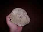 Image result for Brain Coral Fossil. Size: 150 x 112. Source: www.dinosaurhome.com