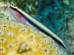 Image result for Elacatinus evelynae. Size: 150 x 112. Source: reefguide.org