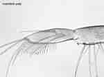 Afbeeldingsresultaten voor "gammarus Crinicornis". Grootte: 150 x 112. Bron: www.aphotomarine.com
