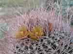 Image result for "calycopsis Chuni". Size: 150 x 112. Source: www.flickr.com