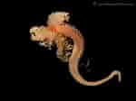 Image result for "cirratulus Filiformis". Size: 150 x 112. Source: www.pinterest.com