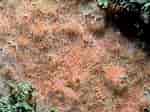 Afbeeldingsresultaten voor "plocamionida Ambigua". Grootte: 150 x 112. Bron: www.habitas.org.uk