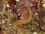 Afbeeldingsresultaten voor Notophyllum foliosum worm. Grootte: 150 x 112. Bron: www.aphotomarine.com