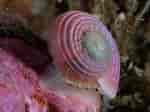 Image result for "margarites Groenlandicus". Size: 150 x 112. Source: seawater.no
