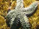 Image result for "spongotrochus Glacialis". Size: 150 x 112. Source: fotoschuckyjuan.blogspot.com