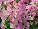 Image result for "bougainvillia Muscus". Size: 150 x 112. Source: www.pinterest.com