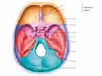 Image result for "craniella Cranium". Size: 150 x 112. Source: viewfloor.co