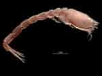 Image result for "iphinoe Trispinosa". Size: 150 x 112. Source: www.marinespecies.org