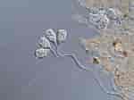 Image result for "Protocystis Tridens". Size: 150 x 112. Source: www.sciencephoto.com